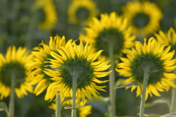 後ろから見たひまわり畑