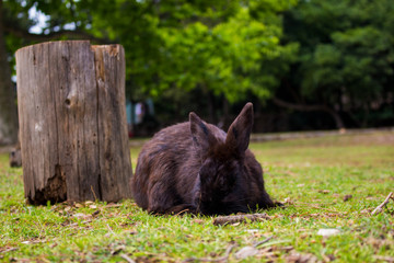 rabbit in the grass