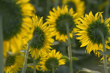 後ろから見たひまわり畑