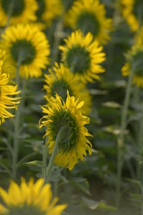 後ろから見たひまわり畑