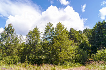 Fototapeta premium Trees and blue sky with clouds