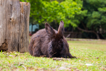 rabbit eating grass