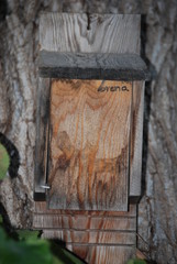 Old Wooden Birdhouse on Tree