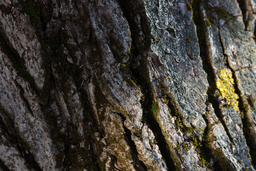 Old Wood Tree Texture Background Pattern