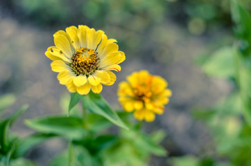 Yellow zinnia flowers with blured backgrund at summer
