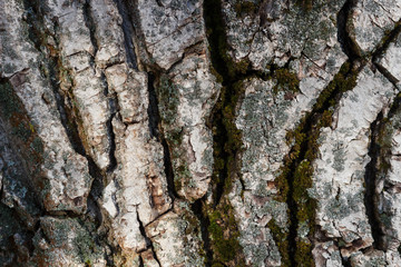 Old Wood Tree Texture Background Pattern