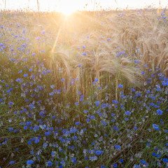 beautiful blue cornflowers and wheat field in backlight of setting sun