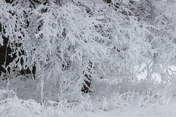 Winter landscape. Frost frost on the trees.