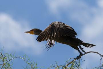 black cormorant lifting off in front of blue sky