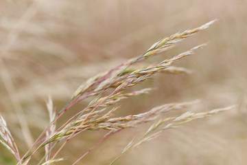 Fototapeta premium Nature background with wildgrass under sunlight. Selective focus. Plant background.