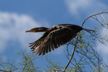 black cormorant lifting off in front of blue sky