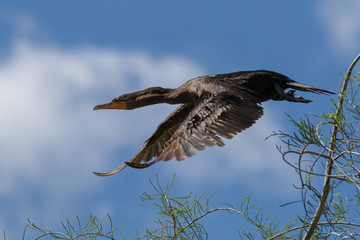 black cormorant flying in front of blue sky