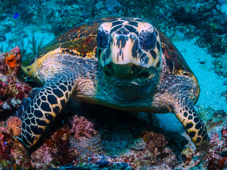 Obraz premium A beautiful hawksbill turtle close up with blue water