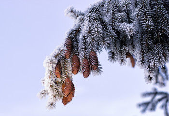 Fir branch on snow