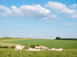 Fototapeta na wymiar cows in landscape between La Roche and Houffalize in the belgian Ardennes