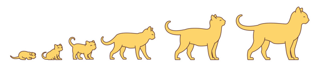 Stages of cat growth set. From kitten to adult cat. Animal pets. Pussy grow up animation progression. Pet life cycle. Vector illustration.