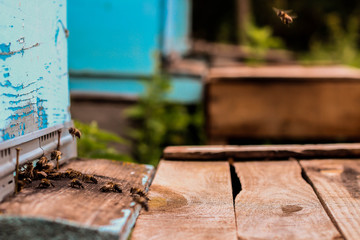 Swarm of bees at beehive entrance.