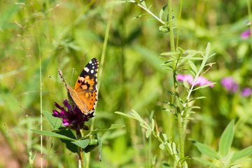 beautiful butterfly on a red flower