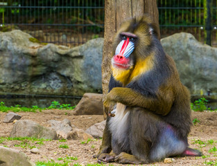 closeup of a mandrill monkey, Large primate with a colorful nose, vulnerable animal specie from...