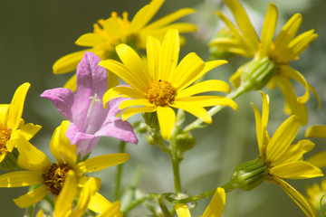 beautiful wildflower in the summer sun