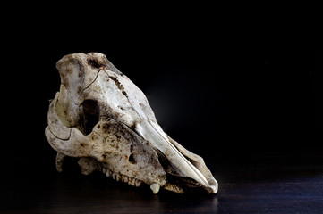 Animal Skull on dark wooden table and black background