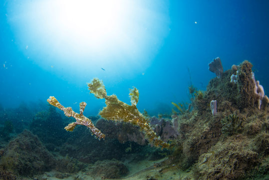 A pair of robust pipe fish shot wide angle