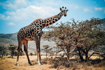 girafe