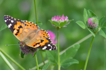 beautiful butterfly on a red flower