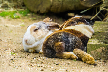 two tri colored dutch bunnies laying together on the ground, popular dutch bunny breed from the netherlands © Charlotte B