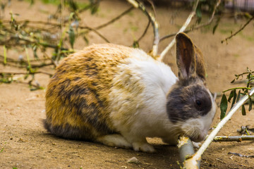 closeup of a tri colored dutch bunny chewing on a branch, popular dutch rabbit breed from the...