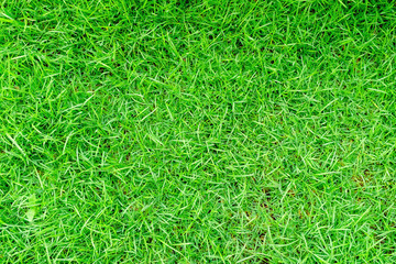 Green grass texture background, Green lawn, Backyard for background, Grass texture, Green lawn...