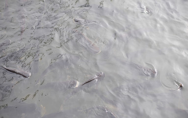 Fish in the water waiting for food