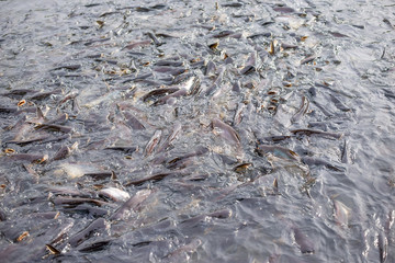 Fish in dense water waiting for food