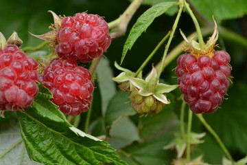 summer berry
