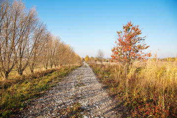Fototapeta na wymiar dirt road in a field on a sunny autumn day