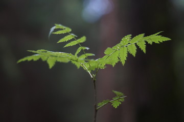 Forest 