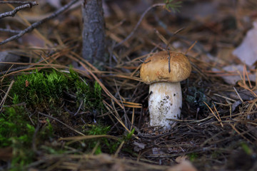 mashroom in forest