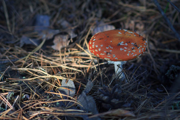 Fly Amanita mushroom in autumn light in the forest in fall