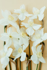 Narcissus flowers bouquet on pastel background. Flatlay, top view summer floral composition.