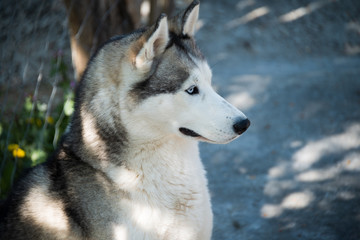 Siberian husky, magically blue eye