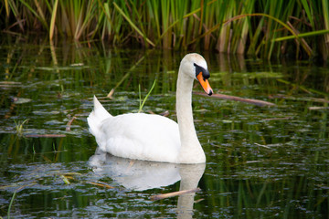 White Swan swimming in a green canal