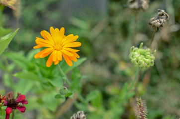 Marigold Calendula officinalis orange flowers on flowerbed
