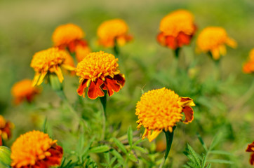Close up of beautiful Marigold flower Tagetes erecta, Mexican, Aztec or African marigold in the garden. Macro of marigold in flower bed sunny day