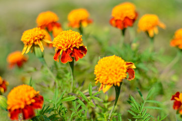 Close up of beautiful Marigold flower Tagetes erecta, Mexican, Aztec or African marigold in the garden. Macro of marigold in flower bed sunny day