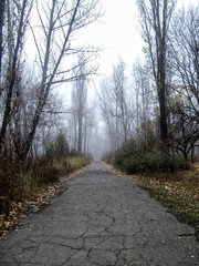 Soft focus. Beautiful landscape.  Autumn road. Leaves are falling. Evening landscape. Beauty. Nature