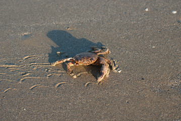 granchio ferito sulla spiaggia