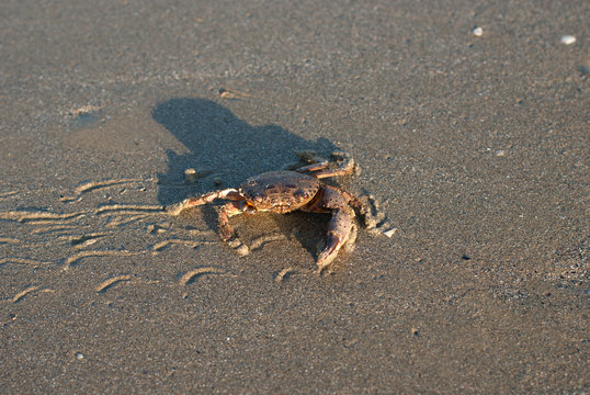 granchio ferito sulla spiaggia