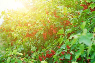 Fototapeta na wymiar Red currant bushes
