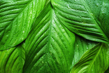 Green fresh leaves with raindrop, beautiful natural background. Close up.Top view, flat lay.
