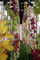 Orchid flowers